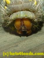 /home//u458753944/public_html/sourcegallery////////Insects and small critters/butterflies and moths (Lepidoptera)/P1100273.JPG